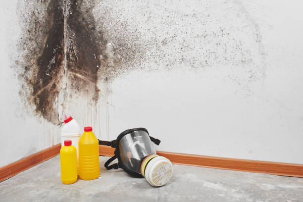 Best Emergency Mold Remediation in Citronelle, AL