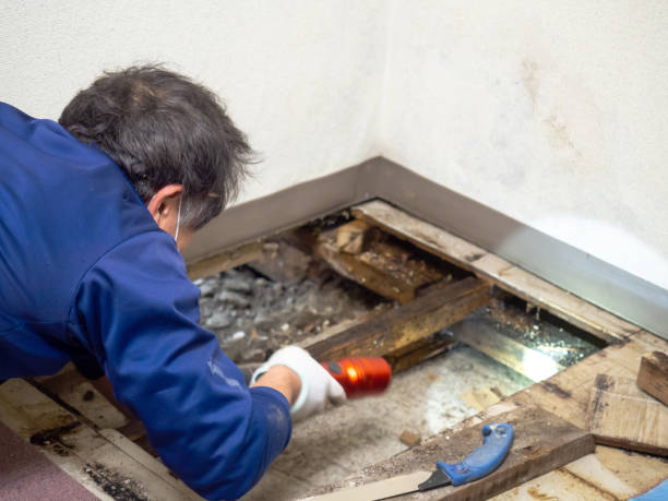 Best Mold Remediation for Schools in Citronelle, AL
