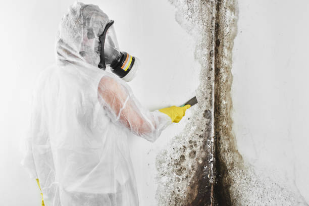 Best Mold Remediation for Specific Building Types in Citronelle, AL