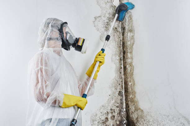 Best Mold Testing and Inspection Services in Citronelle, AL