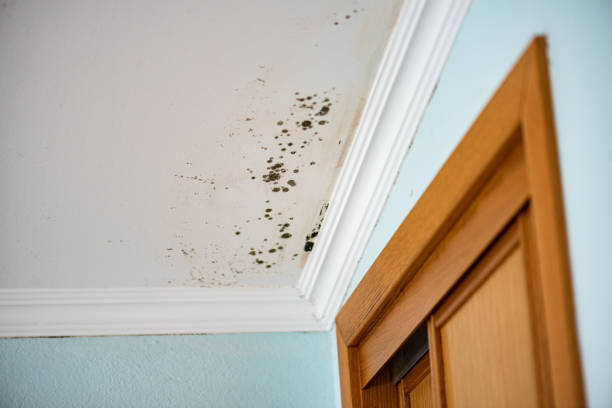 Best Basement Mold Remediation in Citronelle, AL