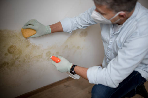 Best Kitchen Mold Remediation in Citronelle, AL