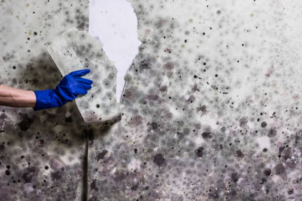 Best Residential Mold Remediation in Citronelle, AL
