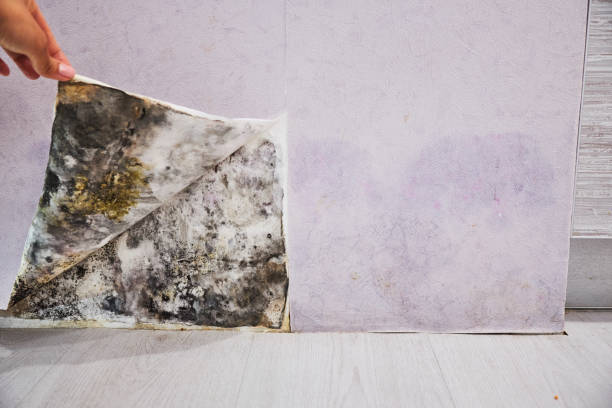 Best Bathroom Mold Remediation in Citronelle, AL